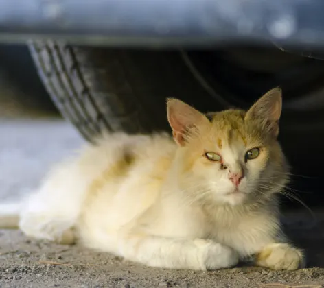 Cat laying under car